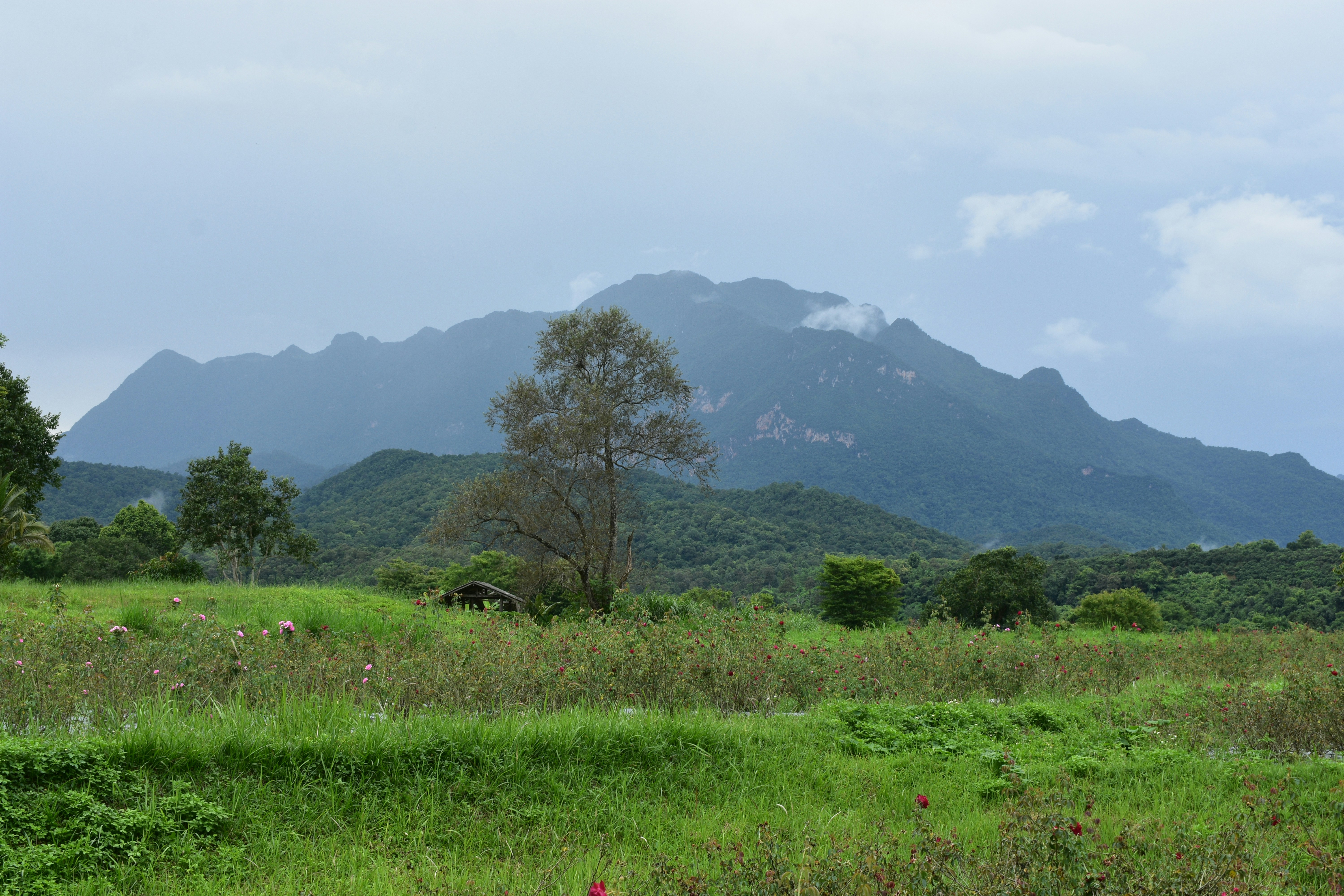 Indigenous land rights can't stop commercial development in the Philippines  | Dialogue Earth, image size:6000x4000