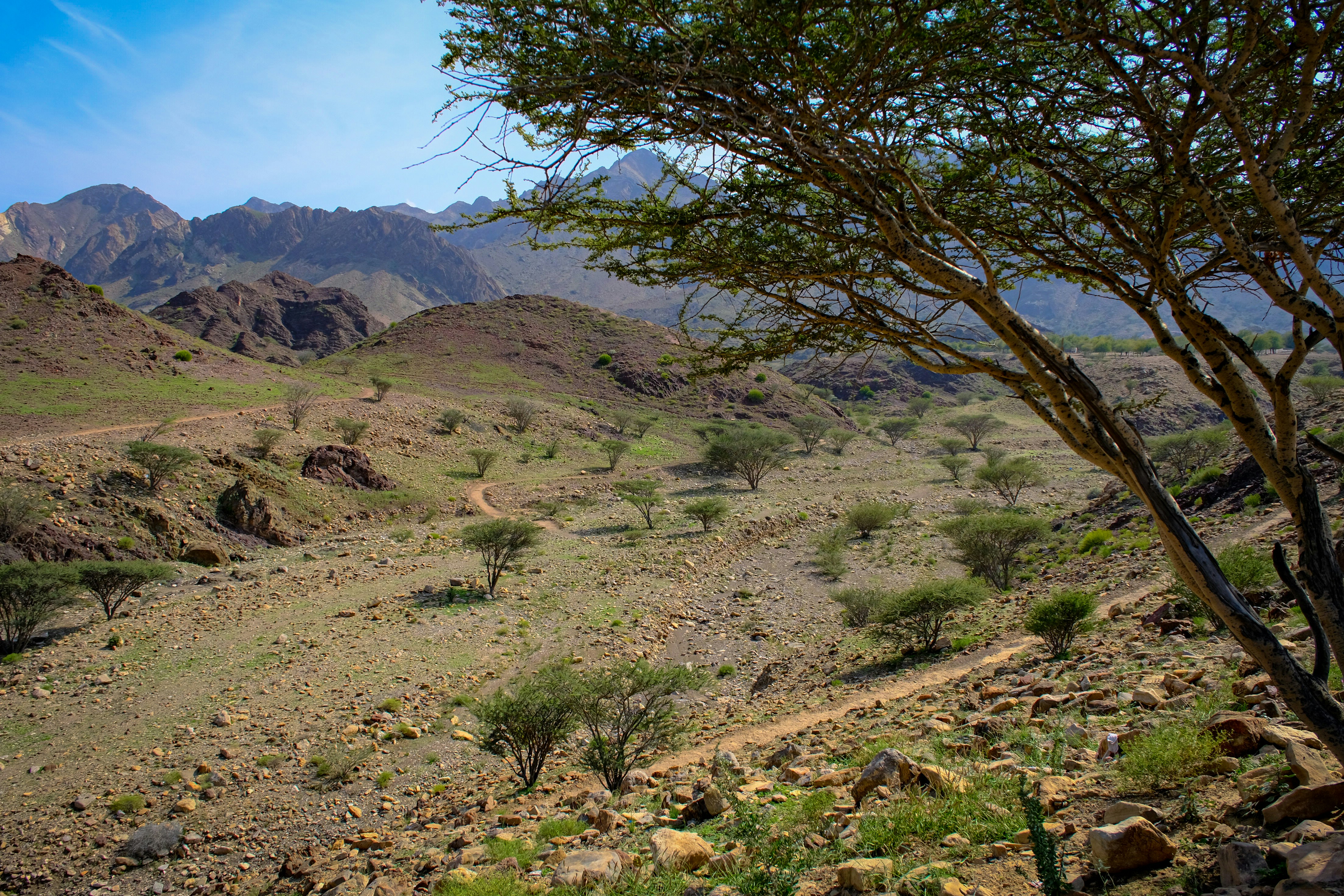 Eritrea by Michele Cammarano: Buy fine art print, image size:4416x2944