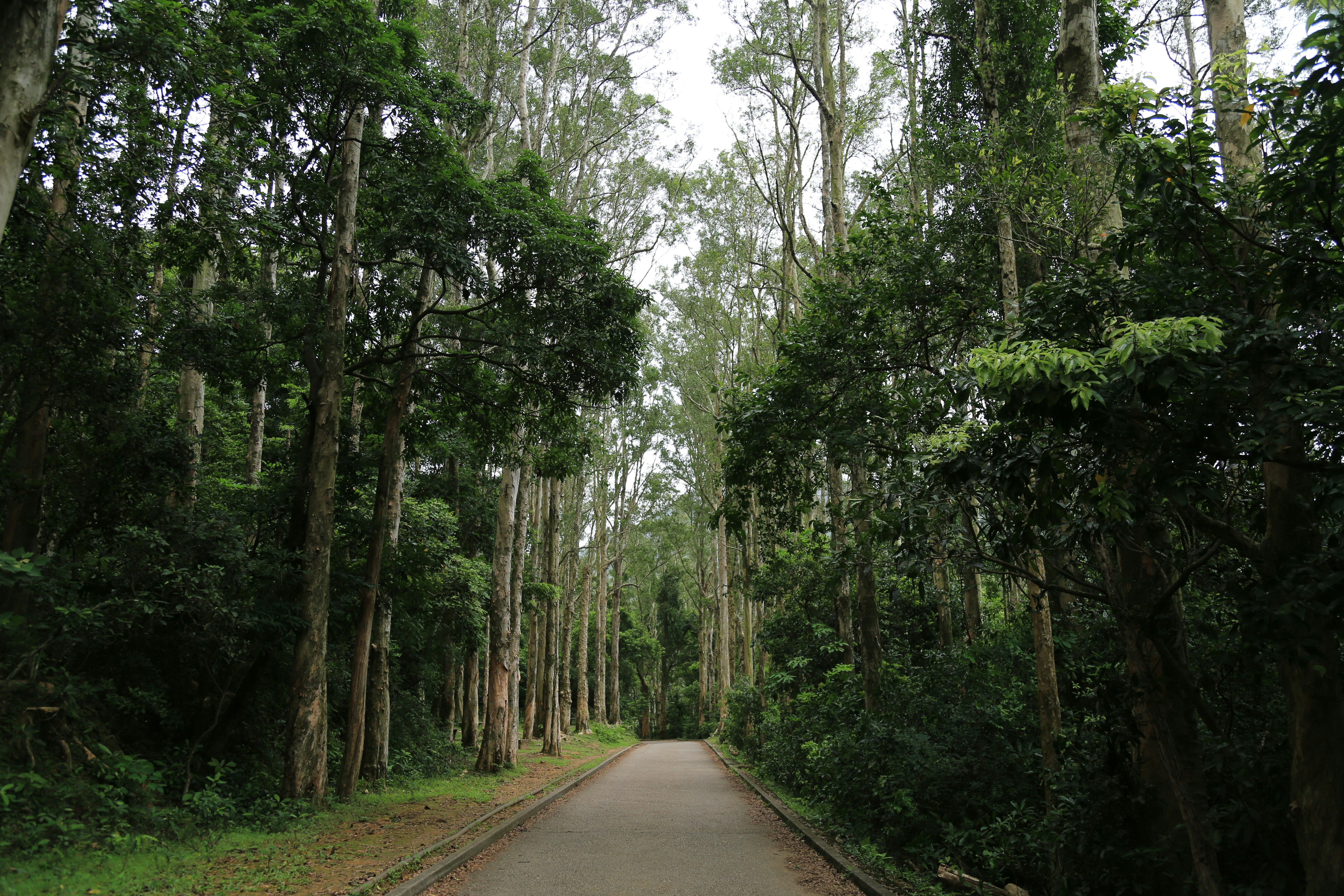 Visit Sheka Forest Biosphere Reserve, Ethiopia - Travel Info, Top ...